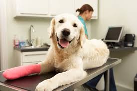 Nebraska humane society spay/neuter center What To Do If Your Pet Has A Broken Bone Urgent Pet Care
