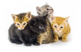 Posts must feature a kitten that is alive and safe at the time the photo was taken or during the video. Kittens Aren T Little Cats