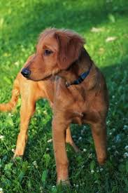 Find local golden retriever puppies for sale and dogs for adoption near you. View Ad Golden Retriever Puppy For Sale Near Minnesota Rochester Usa Adn 83357