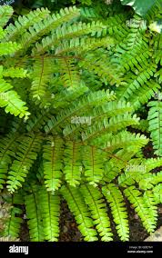 Image result for Didymochlaena