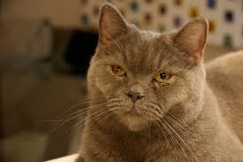 kedi ile ilgili görsel sonucu