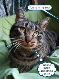 Educating Your New Cat Daddy Cat Daddy Cats Pet Care Dogs