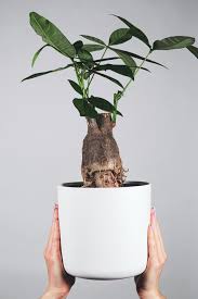 Image result for pachira obrázek