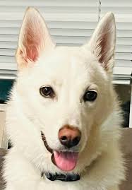 Did Ty ever made an all white dog that looks like a husky/samoyed/american  Eskimo? Note: not looking for nanook or Dakota, I already have them.  Looking for one that's all white if