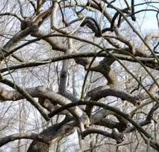 What kind of tree has a twisted trunk? Twisted Trees In The Arboretum Arnold Arboretum Arnold Arboretum