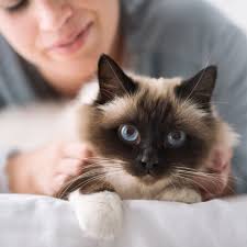 Benefits and risks of dual versus single antiplatelet therapy for secondary stroke prevention: Signs Your Cat May Have Had A Stroke Rock Hill Veterinary Neurologist Emergency Vet