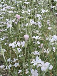 Image result for Agrostemma