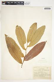 Image result for Monanthotaxis ferruginea