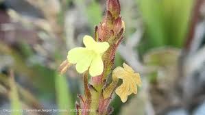 Image result for Striga chrysantha