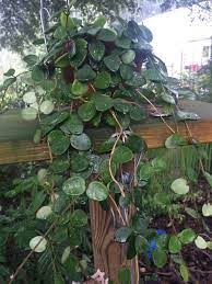 Hoya Mathilde Hoya Plants Pretty Plants Rare Plants