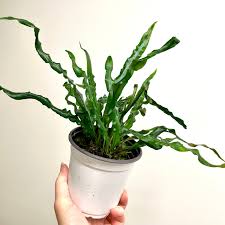 Image result for Campylospermum