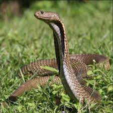 Watch Out For These 26 Of The World S Most Deadly Snakes Poisonous Snakes Snake Snake Venom