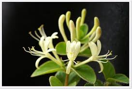 金銀花 忍冬 flower garden plants flowers