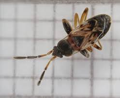 Image result for Scorodophloeus