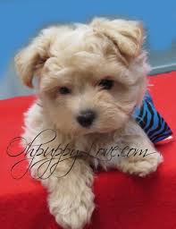 She is a pup you will be able to take anywhere, she is. Pin By Anya Devol On Pets Poodle Puppy Shorkie Puppies Puppies