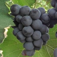 Epingle Sur Arbustes A Petits Fruits