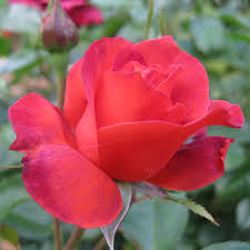 Easy to grow, ships fast. Hot Cocoa Floribunda Rose Jackson Perkins