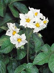 Image result for Solanum supinum