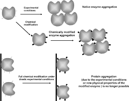 Mulder was first to describe about proteins. Advantages Of Chemical Modification Of Proteins On Solid Phases Download Scientific Diagram