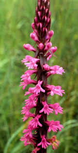 Image result for Satyrium