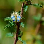 Image result for Kotschya capitulifera