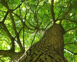 Tree patterns in nature