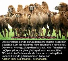 Nese Nin Gozdeleri Hayvanlar Gercekler Hayvan