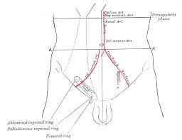 The groin area is the area where the upper thigh meets the lower abdomen. Inguinal Canal Wikipedia