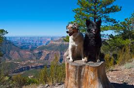 Do national parks allow dogs. Here Are 10 Us National Parks Where You Can Take Your Dog