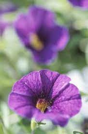 What Can I Spray On Petunias So Bugs Do Not Eat Them Hunker Wave Petunias Annual Plants Petunias
