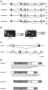 Check spelling or type a new query. Phr1 Encodes An Abundant Pleckstrin Homology Domain Containing Integral Membrane Protein In The Photoreceptor Outer Segments Journal Of Biological Chemistry