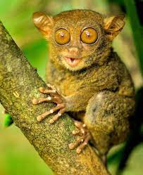 Who You Looking At Tiny Primate Uses His Big Eyes To Spot Up His Dinner From His Perch Funny Animals Tarsier Animals