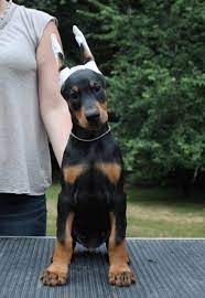 When do yorkie ears stand up? The Truth About Cropping A Dog S Ears Pethelpful