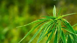 Image result for Cannabis sativa