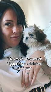 #shihtzusid #sidtheshihtzu #trend #dogsoftiktok #dogsofttiktok #dog #sid  #shihtzusoftiktok #fyp #foryoupage #foryourpage #trends