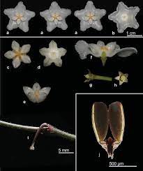 Photographs Of Flower Details Of Hoya Tamdaoensis Cultivated At The Download Scientific Diagram