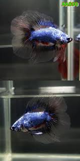 Fwbettasdt1438852801 Blue Red Bf Dthm Male Aa890 Betta Fish Care Betta Betta Fish