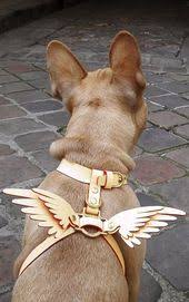 niels peeraer wings leder hundegeschirr tippen sie auf den pin fur die entz dog harness cat clothes dog clothes