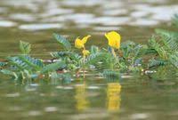 Image result for Aeschynomene fluitans