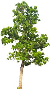 20 Tree Png Images Free Cutouts For Architecture Landscape Interior Renderings Arboles Png Ilustracion Planta Programa Para Retocar Fotos