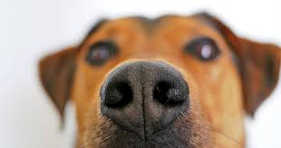 We did not find results for: How To Keep Your House Smelling Good With A Dog 13 Fresh Tips Home Air Guides
