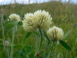 Image result for Trifolium squarrosum