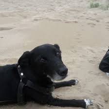 Read spuren im sand from the story mein bunter musikgeschmack ii by grandandnolan with 43 reads. 18 Spuren Im Sand Ideen Spruche Spuren Im Sand Gedichte Und Spruche