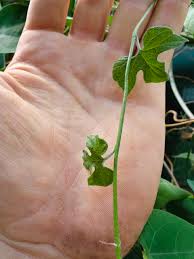 Image result for Pyrenacantha kaurabassana