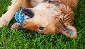 Are Squeaky Toys Too Stimulating For Your Dog Puppy Leaks
