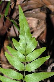 Image result for Lindsaea