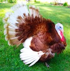 Maybe you would like to learn more about one of these? Bourbon Red Turkey Characteristics Uses Breed Information