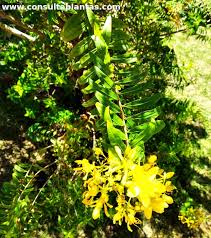 Image result for Hypericum revolutum