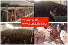 Satilik Lohman Brown Tavukculuk Tavuk