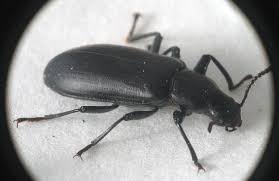 Big Black Basswood Bark Burrowing Beetles False Mealworm